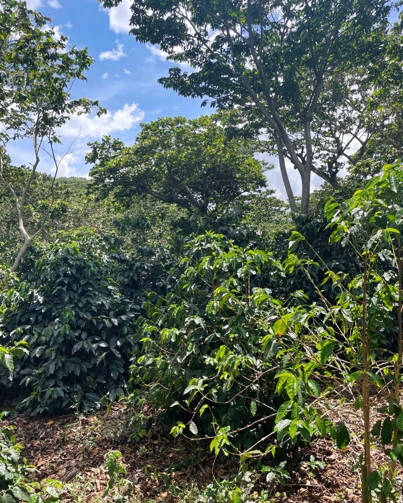 GUATEMALA | Santa Rosa