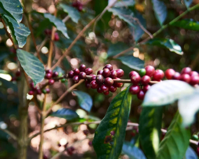 HONDURAS | FINCA VILLA YOLANDA